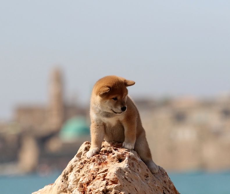 Holy Land, Promising Puppies